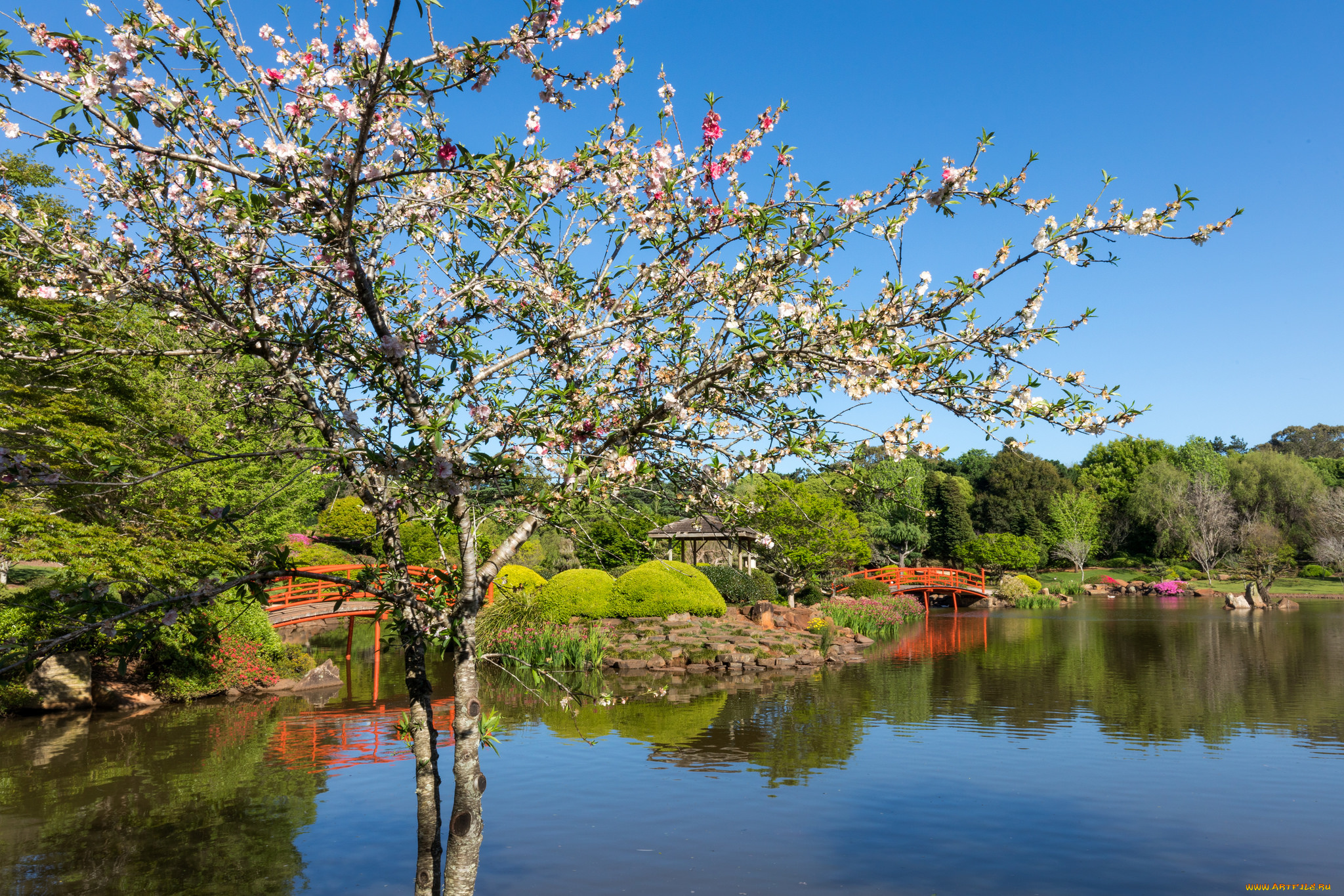 природа, парк, рассвет