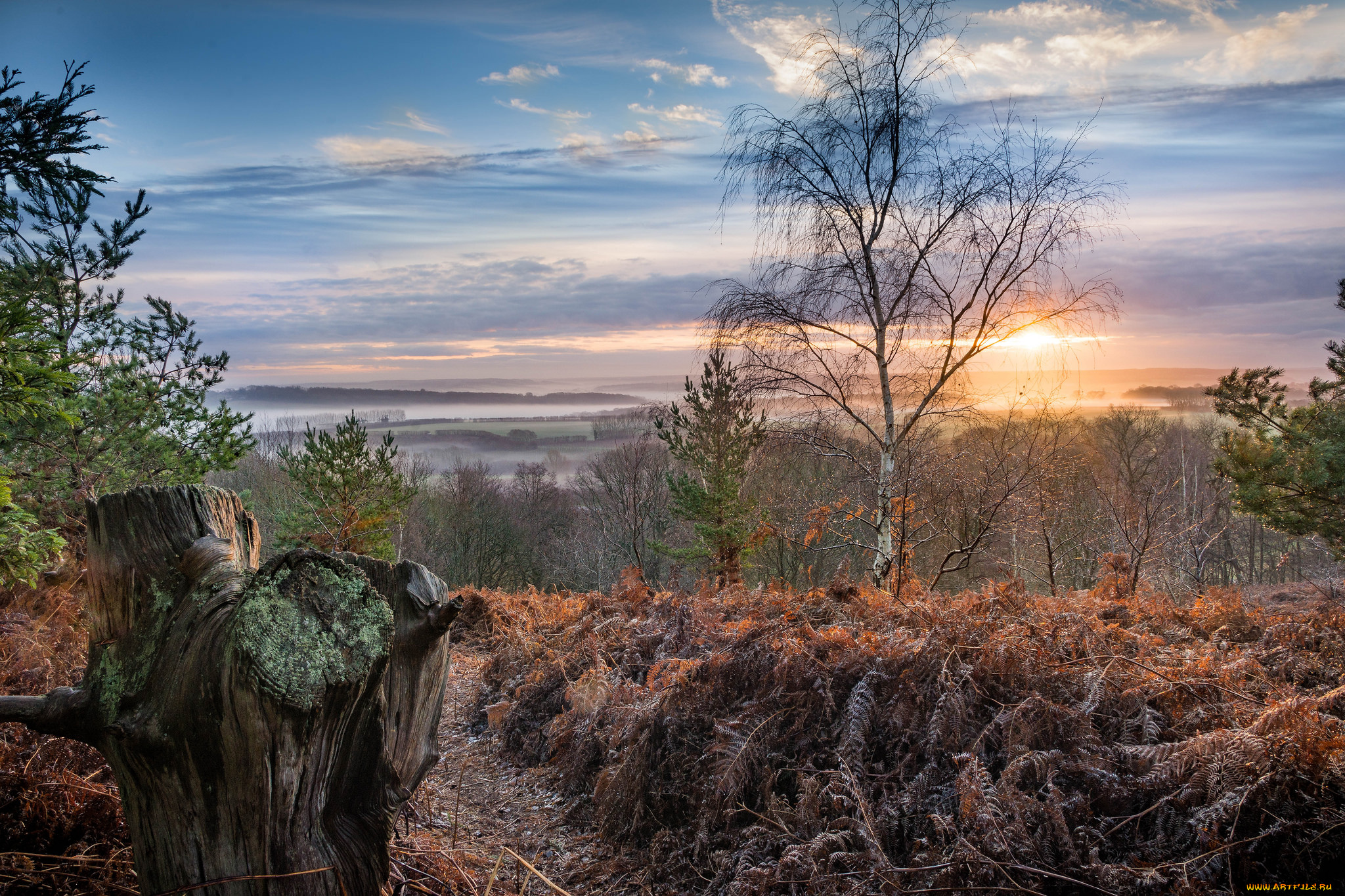природа, пейзажи, деревья