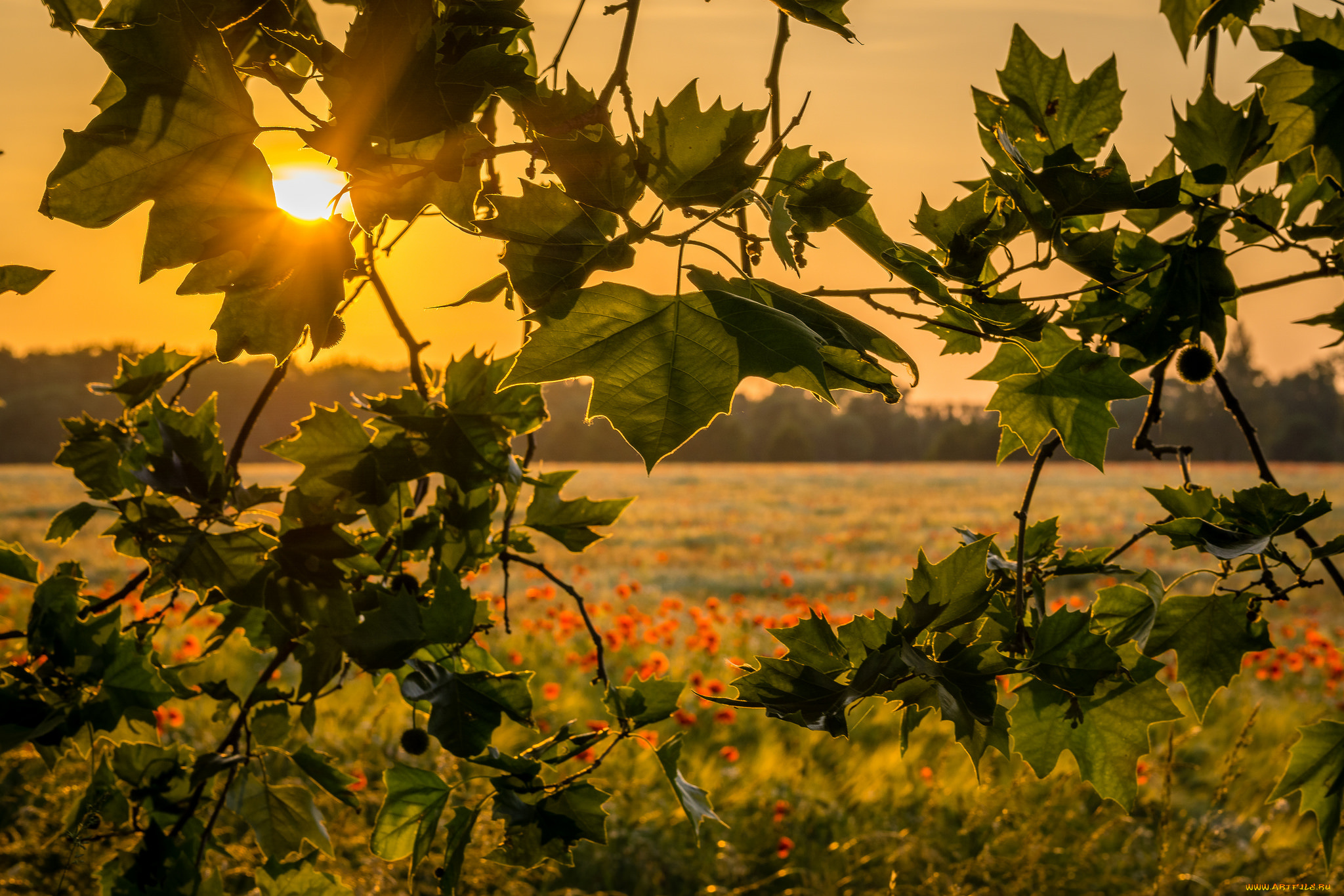 природа, восходы, закаты, рассвет