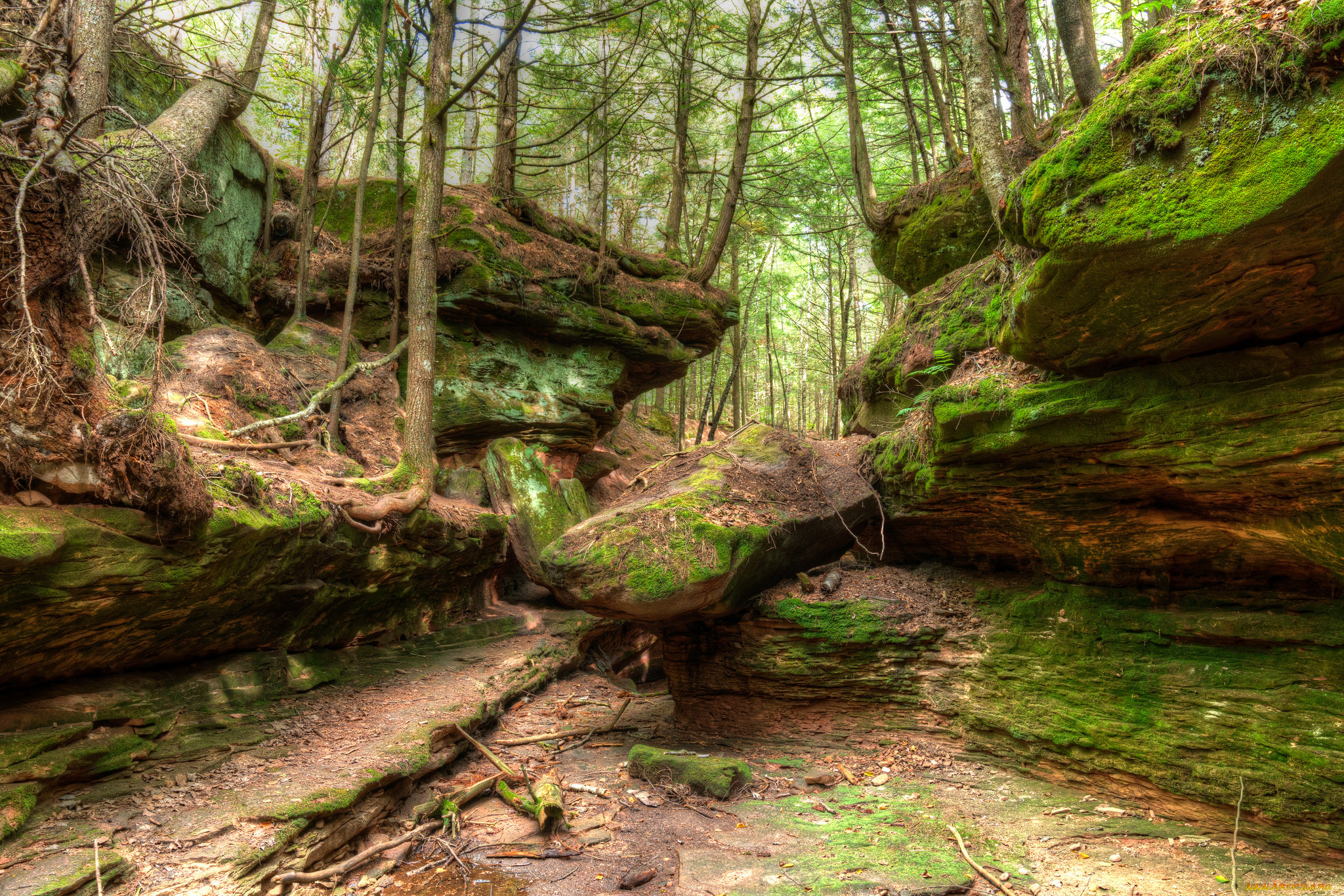 природа, лес, деревья