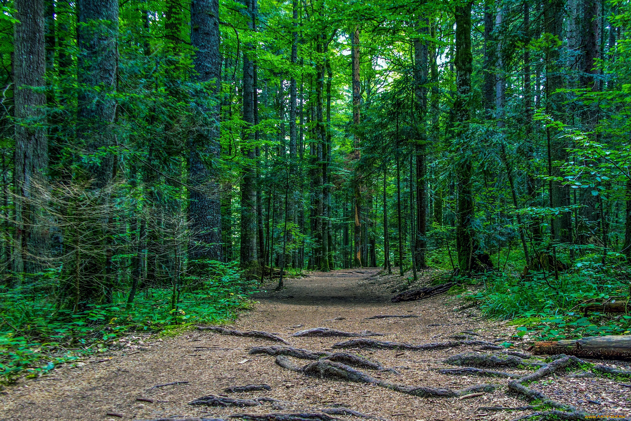 природа, дороги, тракт