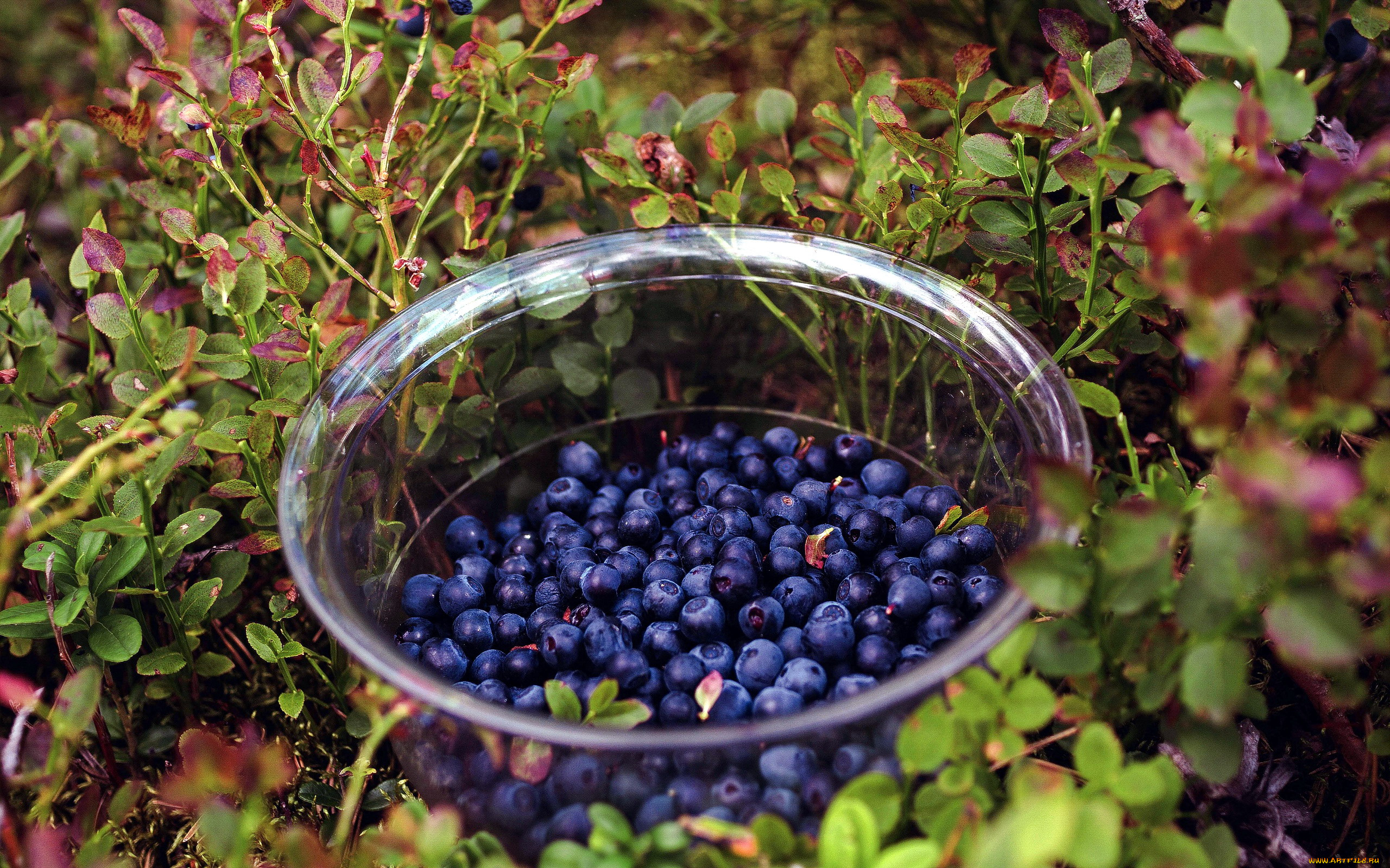 еда, голубика, , черника, ягодник, черника