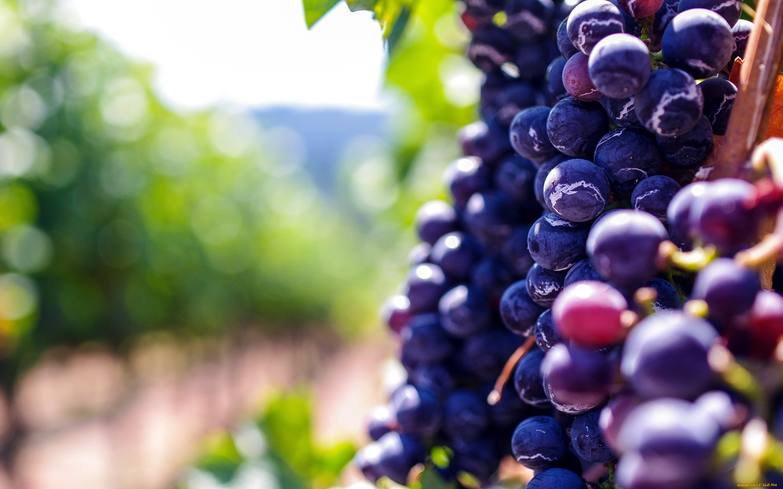 природа, Ягоды, , виноград, ягоды