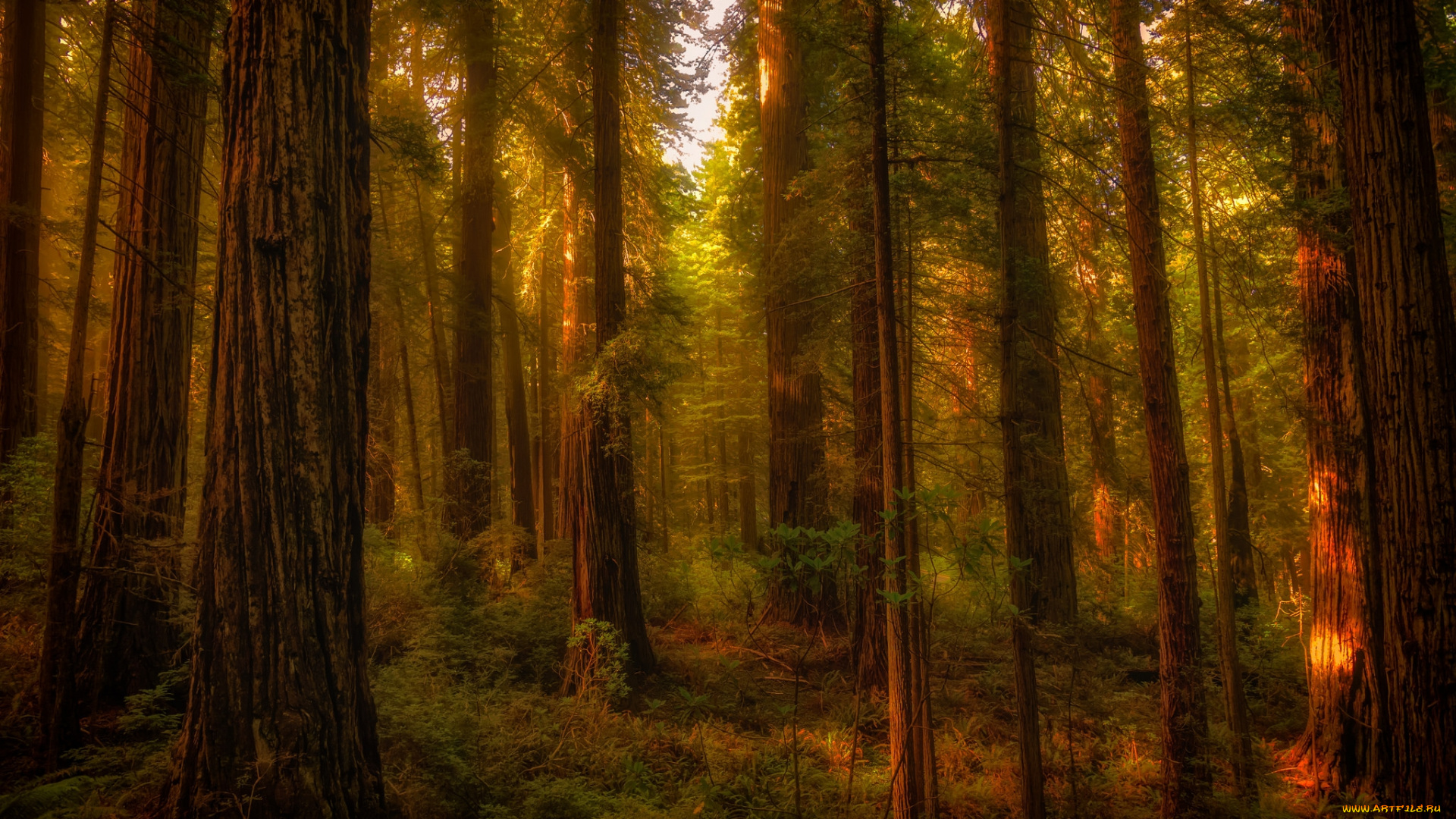 природа, лес, чаща