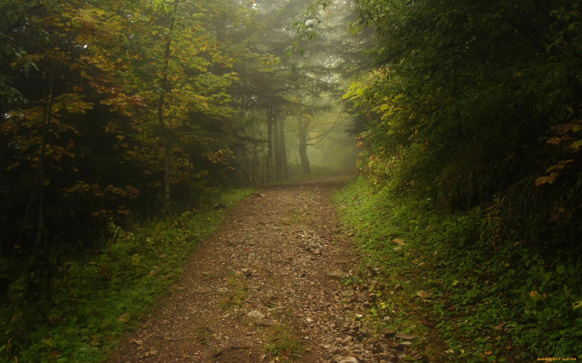 природа, дороги, дорога, деревья, лес