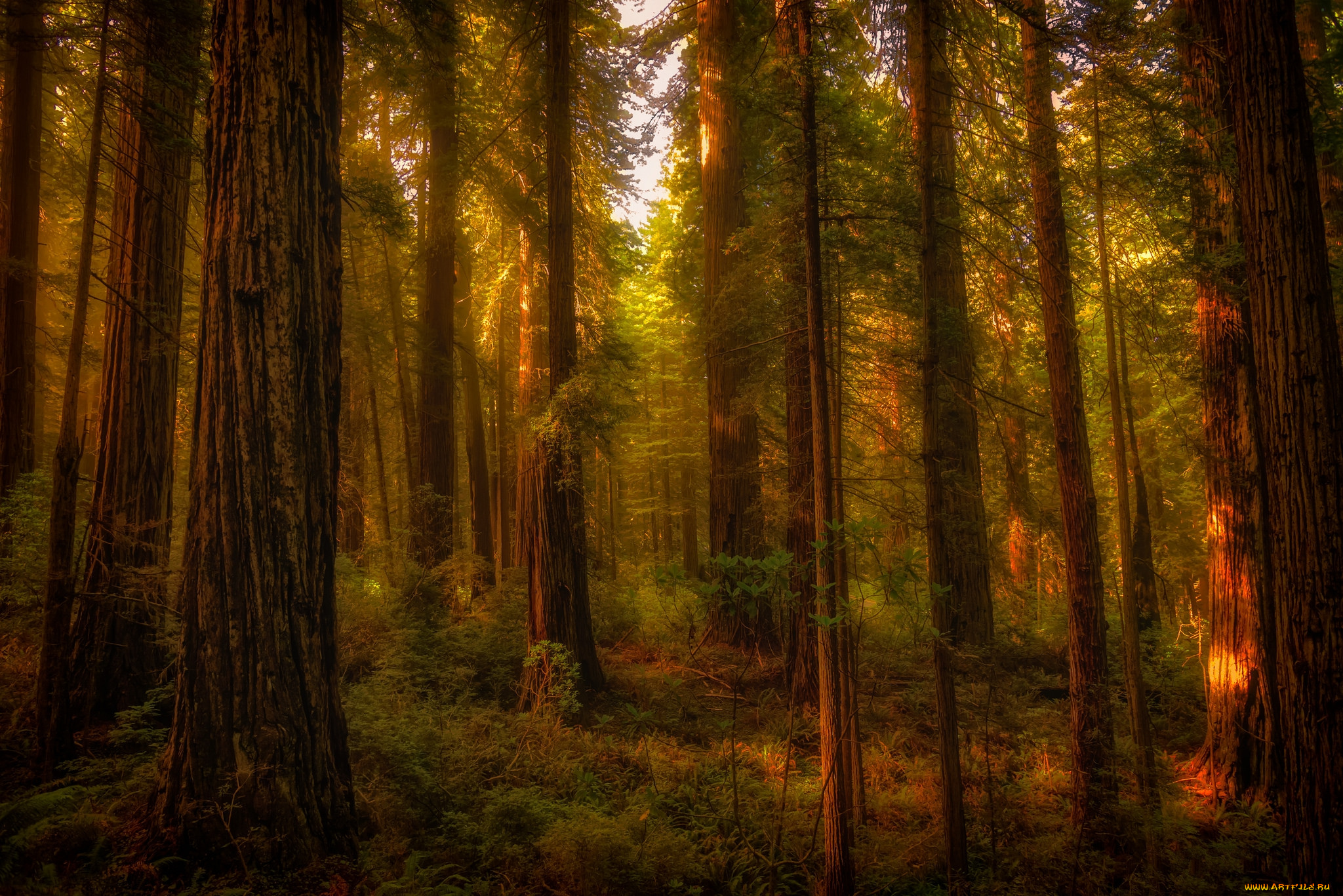 природа, лес, чаща