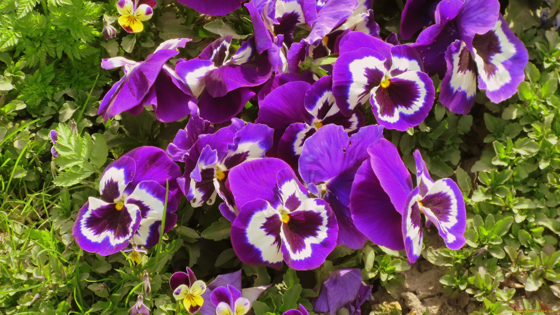 цветы, анютины, глазки, , садовые, фиалки, весна, 2018