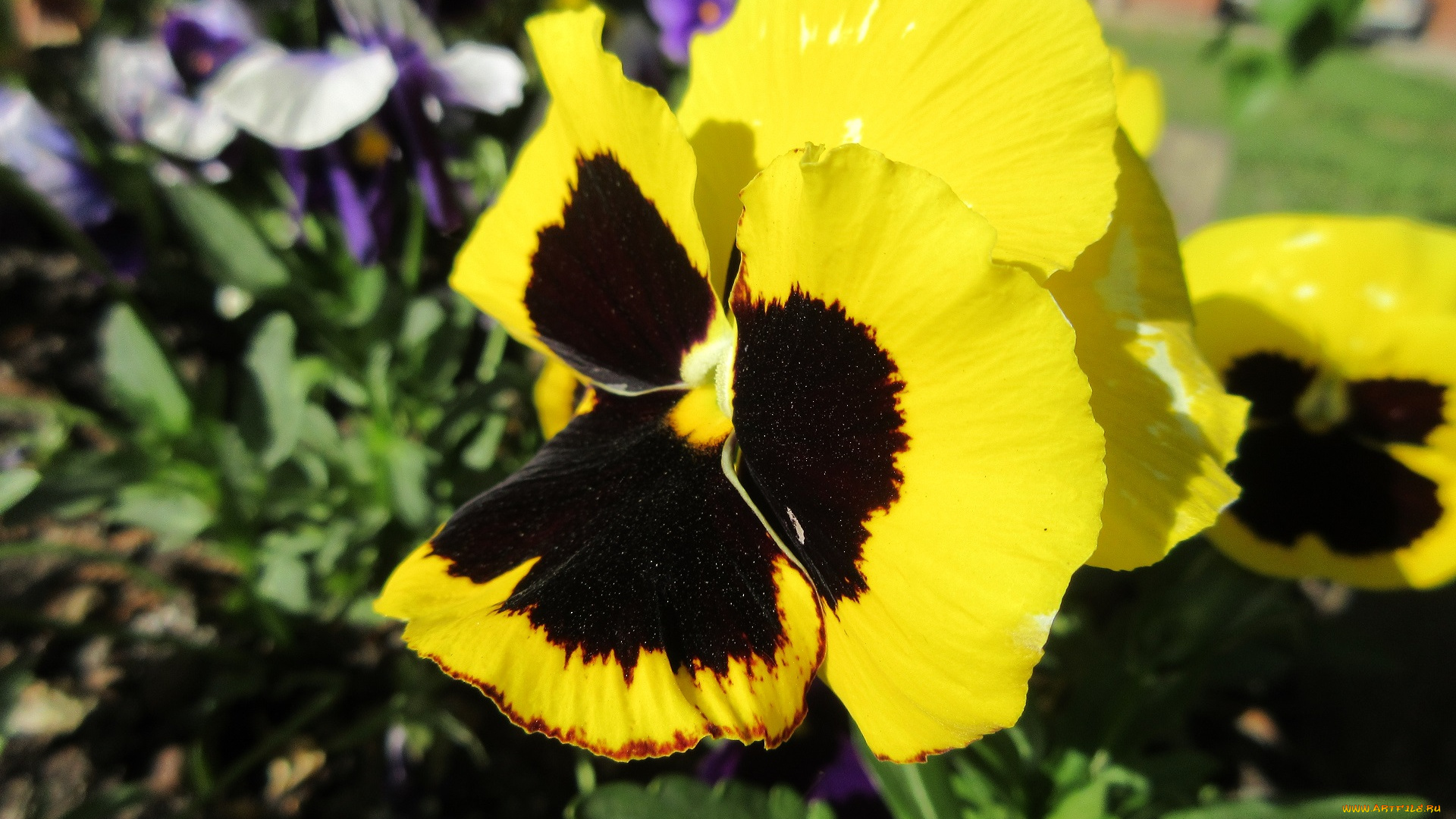 цветы, анютины, глазки, , садовые, фиалки, весна, 2018