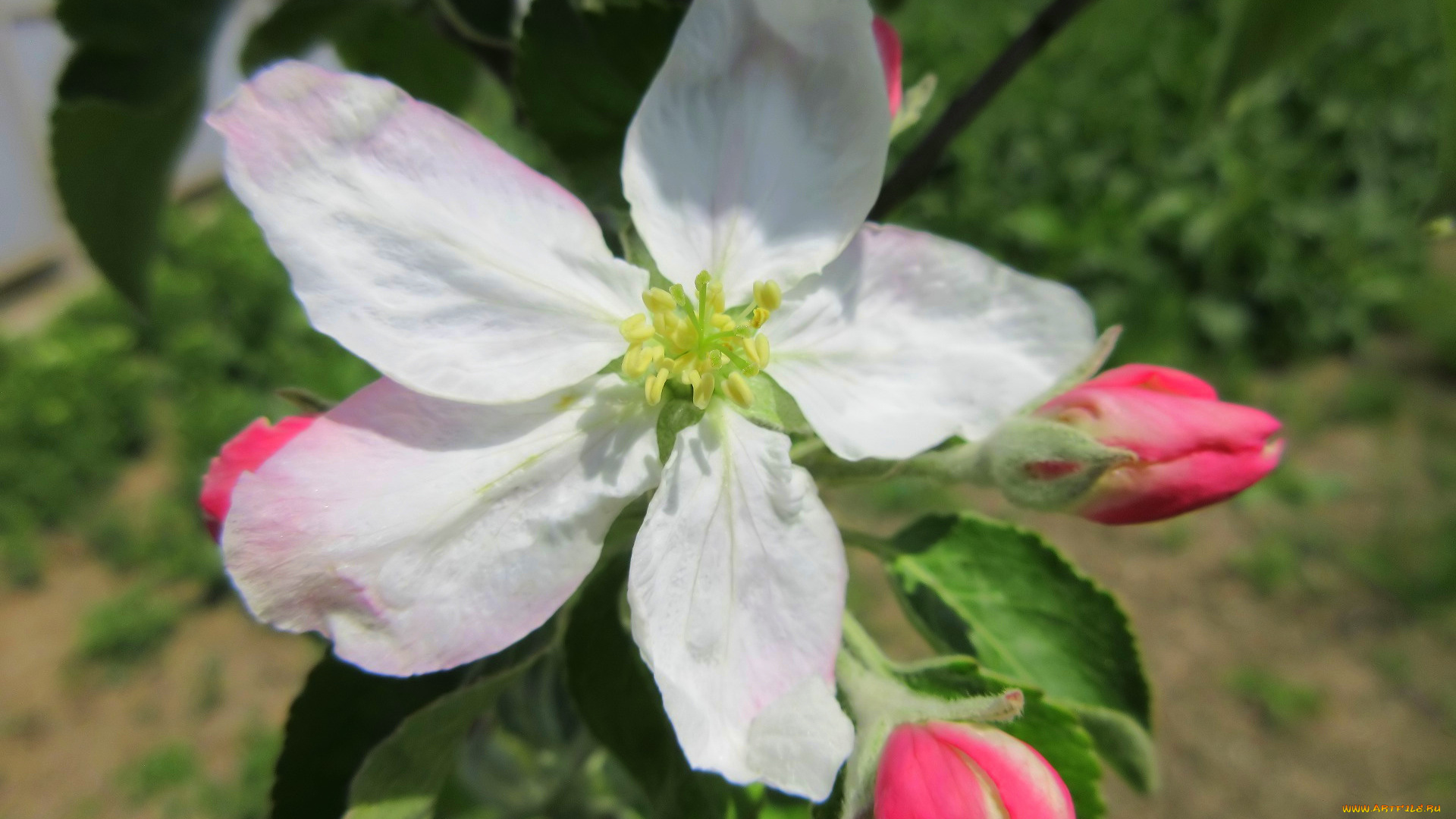 цветы, цветущие, деревья, , , кустарники, весна, 2018