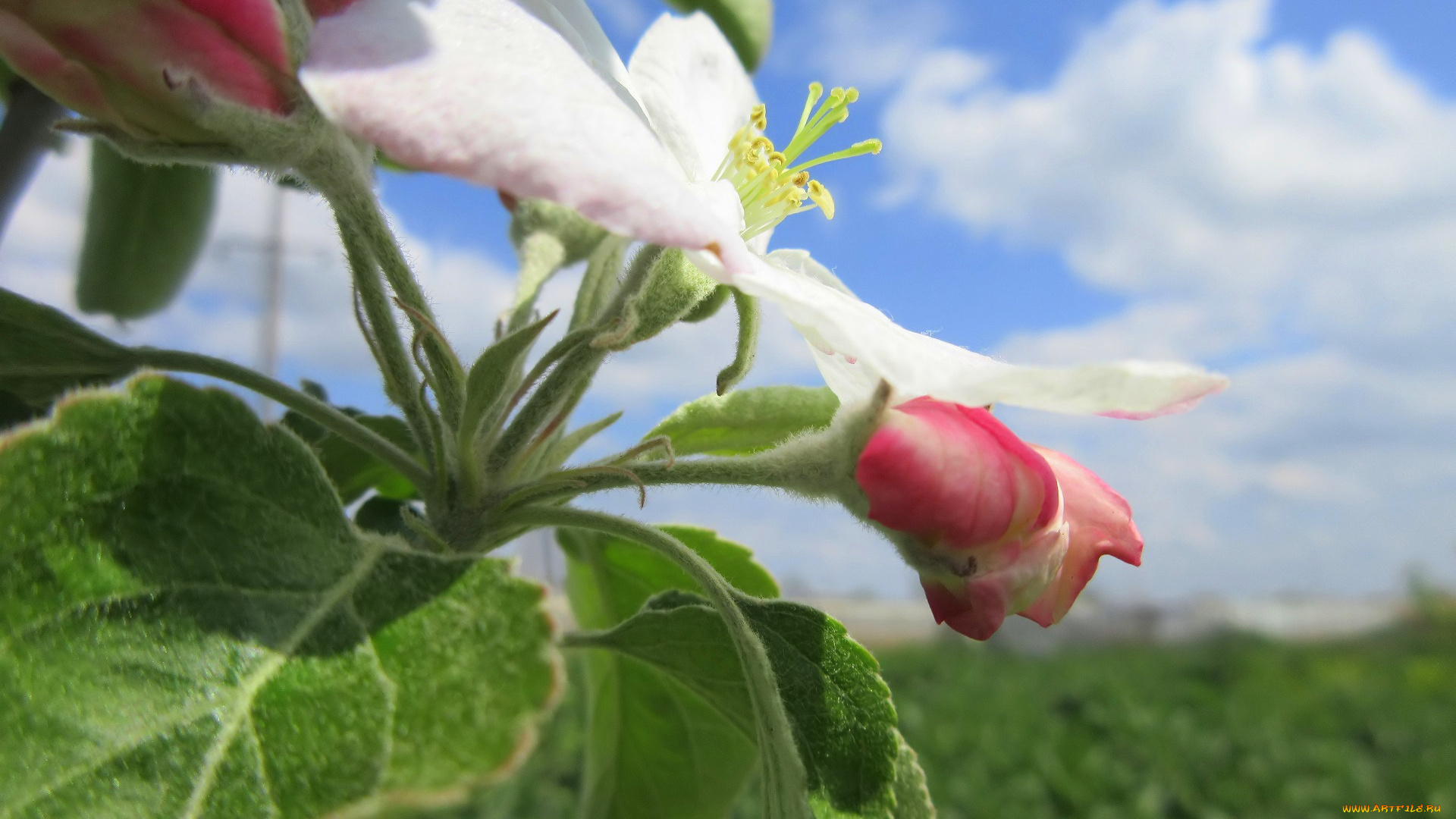 цветы, цветущие, деревья, , , кустарники, весна, 2018