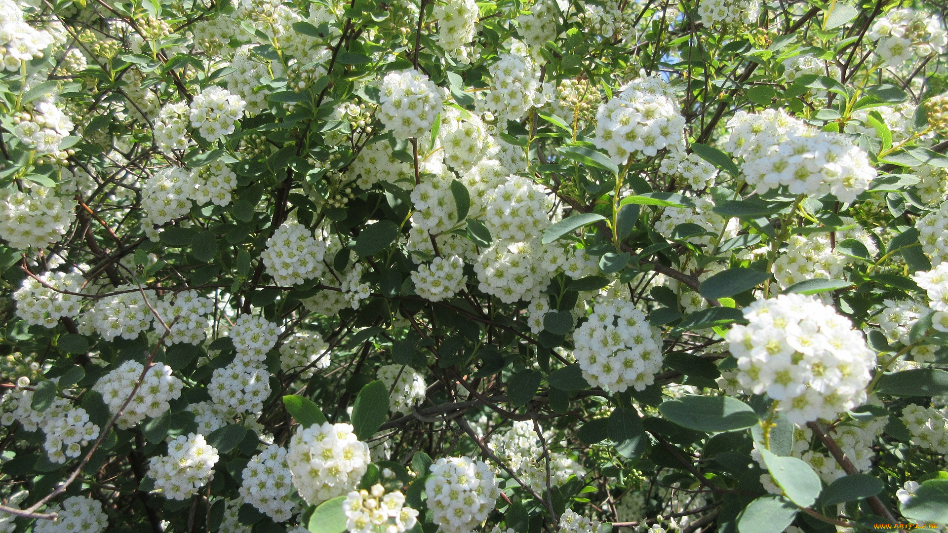 цветы, цветущие, деревья, , , кустарники, весна, 2018