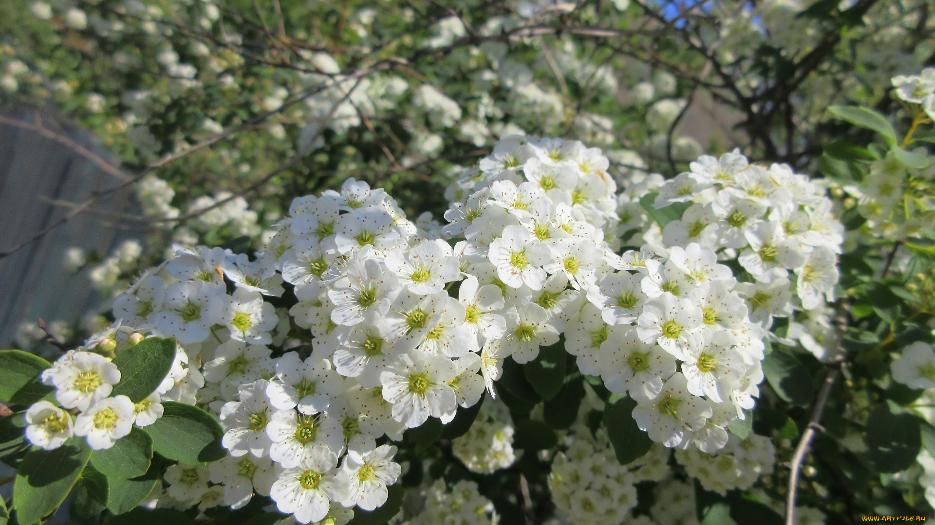 цветы, цветущие, деревья, , , кустарники, весна, 2018