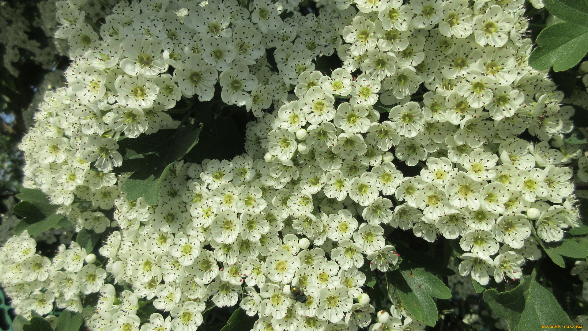 цветы, цветущие, деревья, , , кустарники, весна, 2018