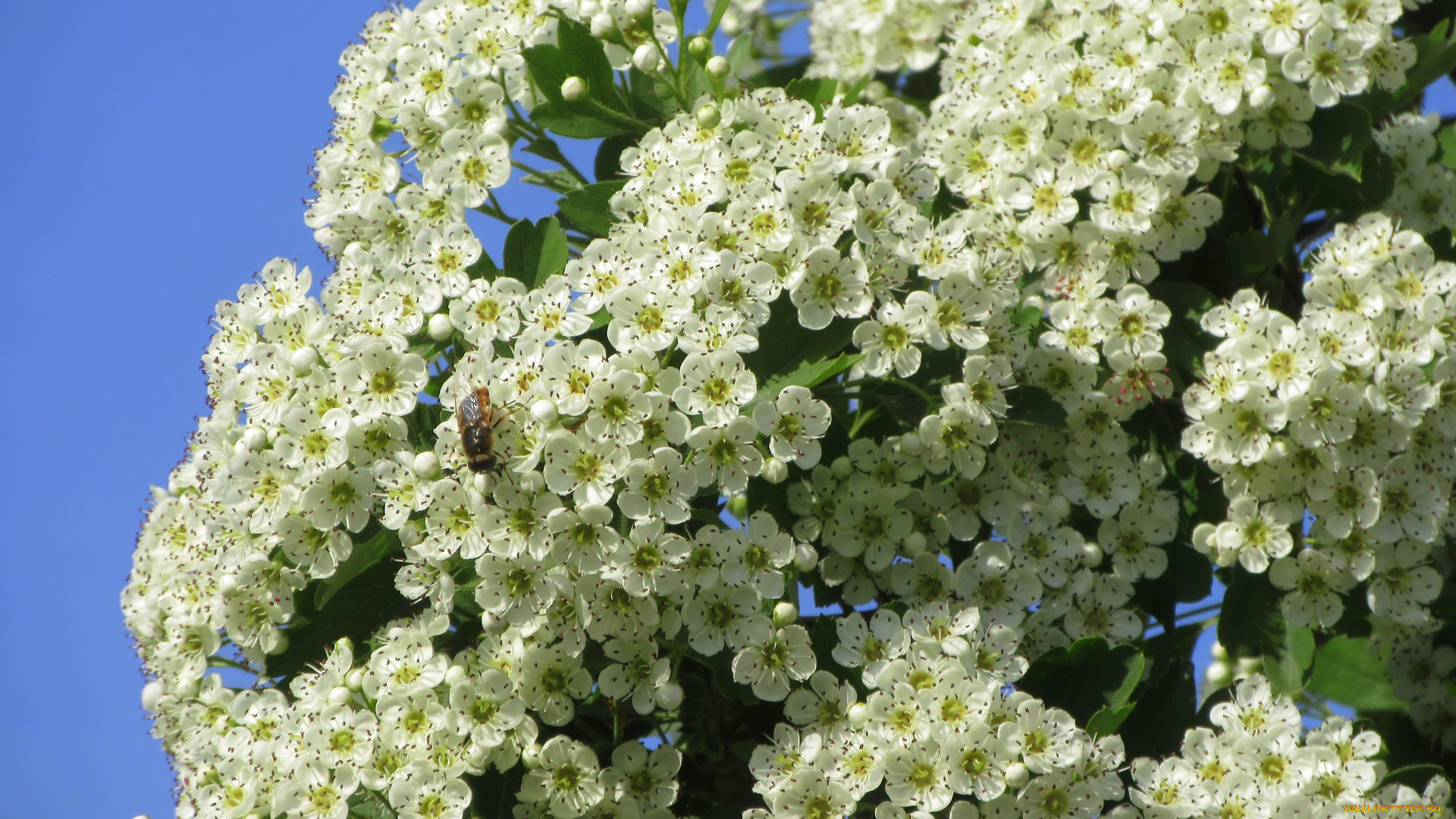 цветы, цветущие, деревья, , , кустарники, весна, 2018