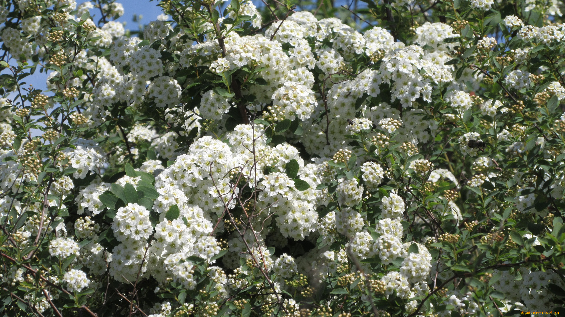 цветы, цветущие, деревья, , , кустарники, весна, 2018