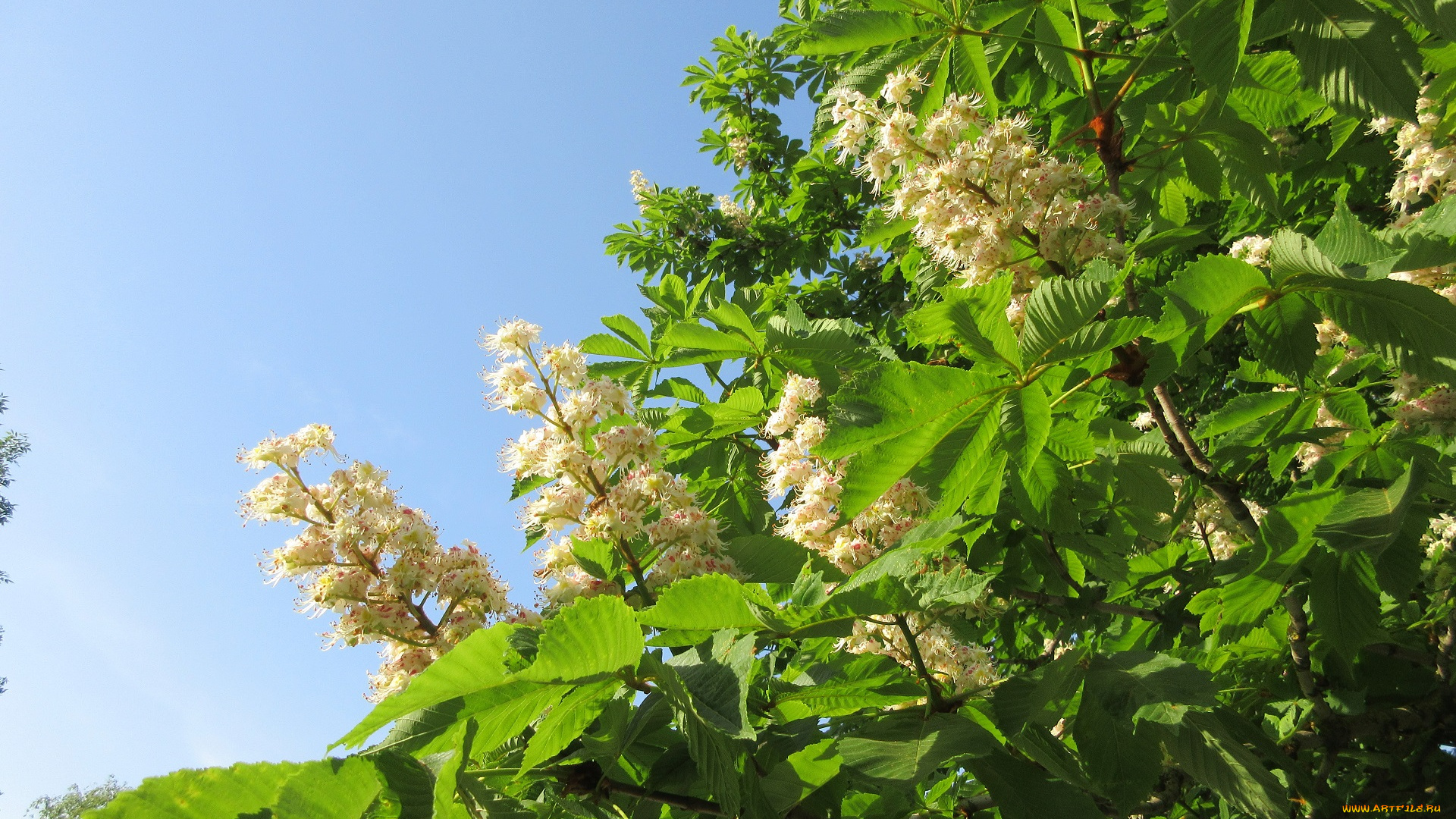 цветы, каштаны, весна, 2018