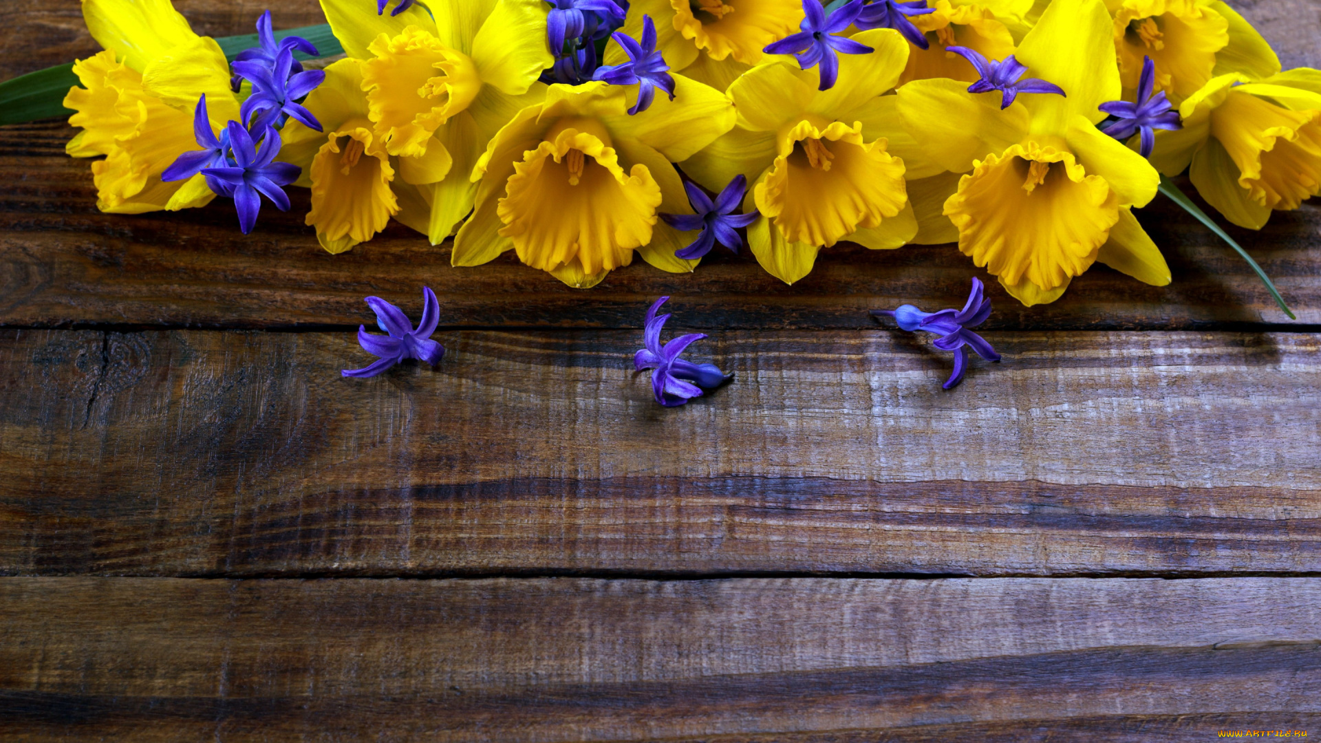 цветы, разные, вместе, гиацинты, нарциссы