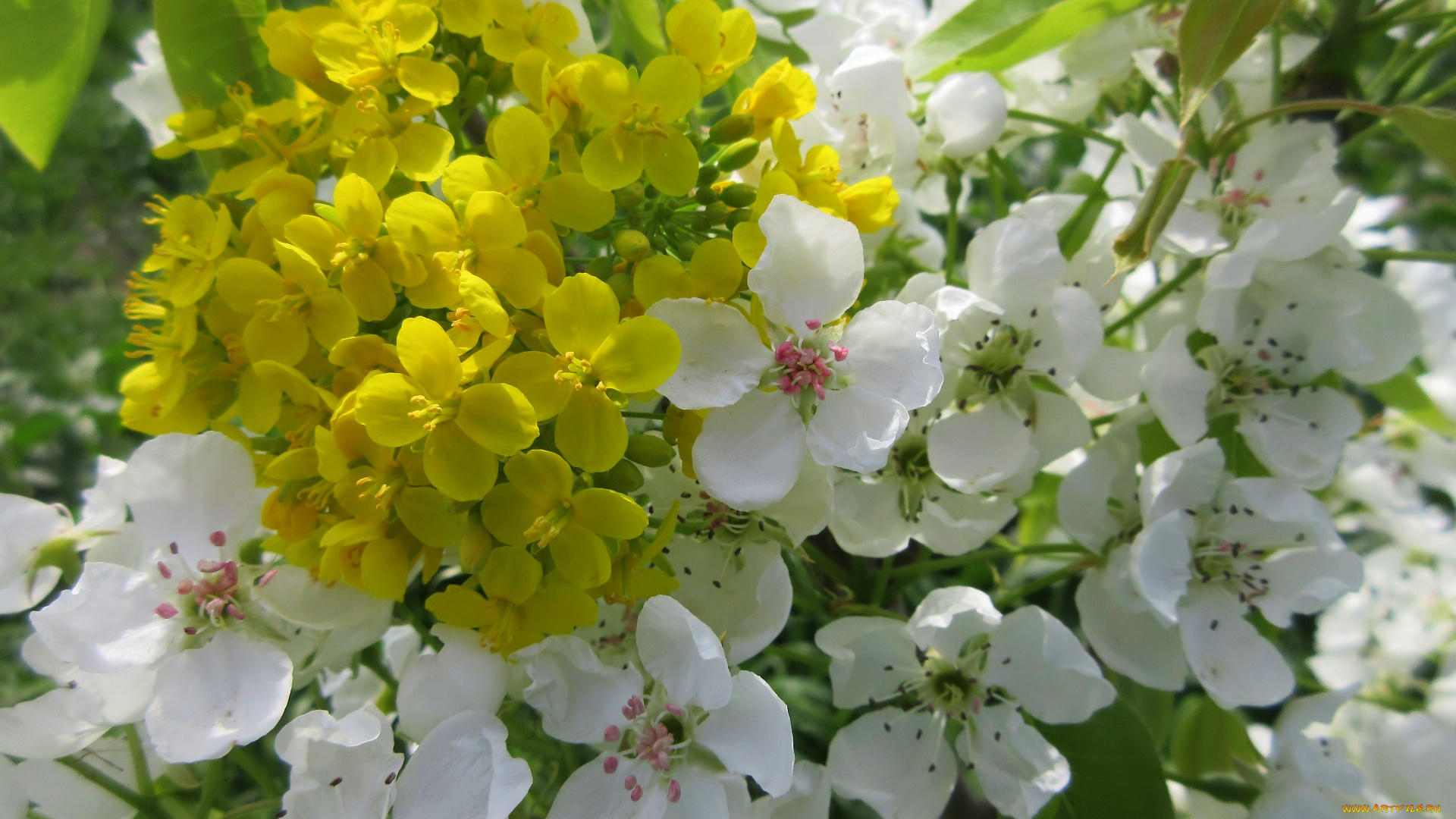 цветы, разные, вместе, весна, 2018