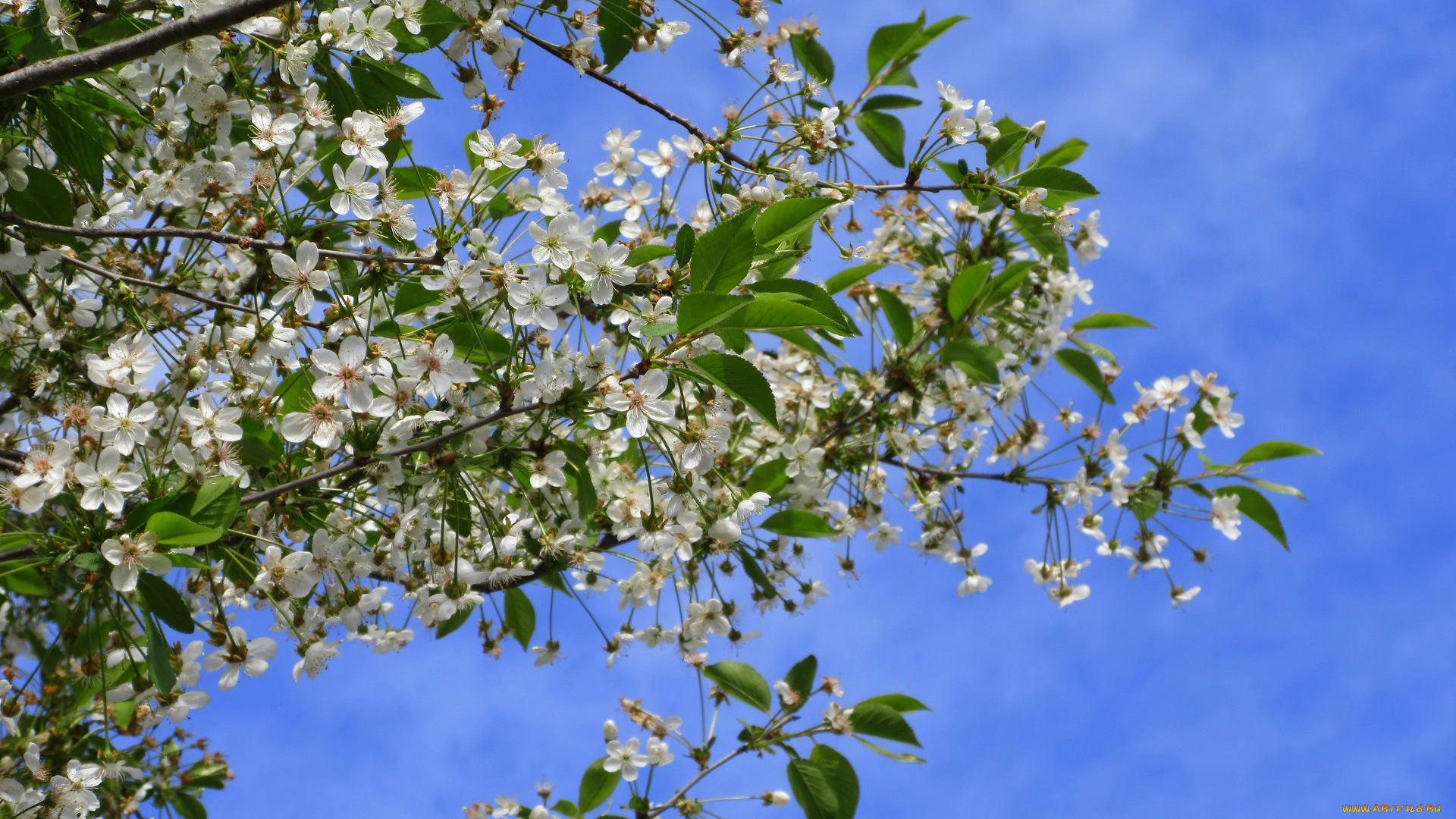 цветы, сакура, , вишня, весна, 2018