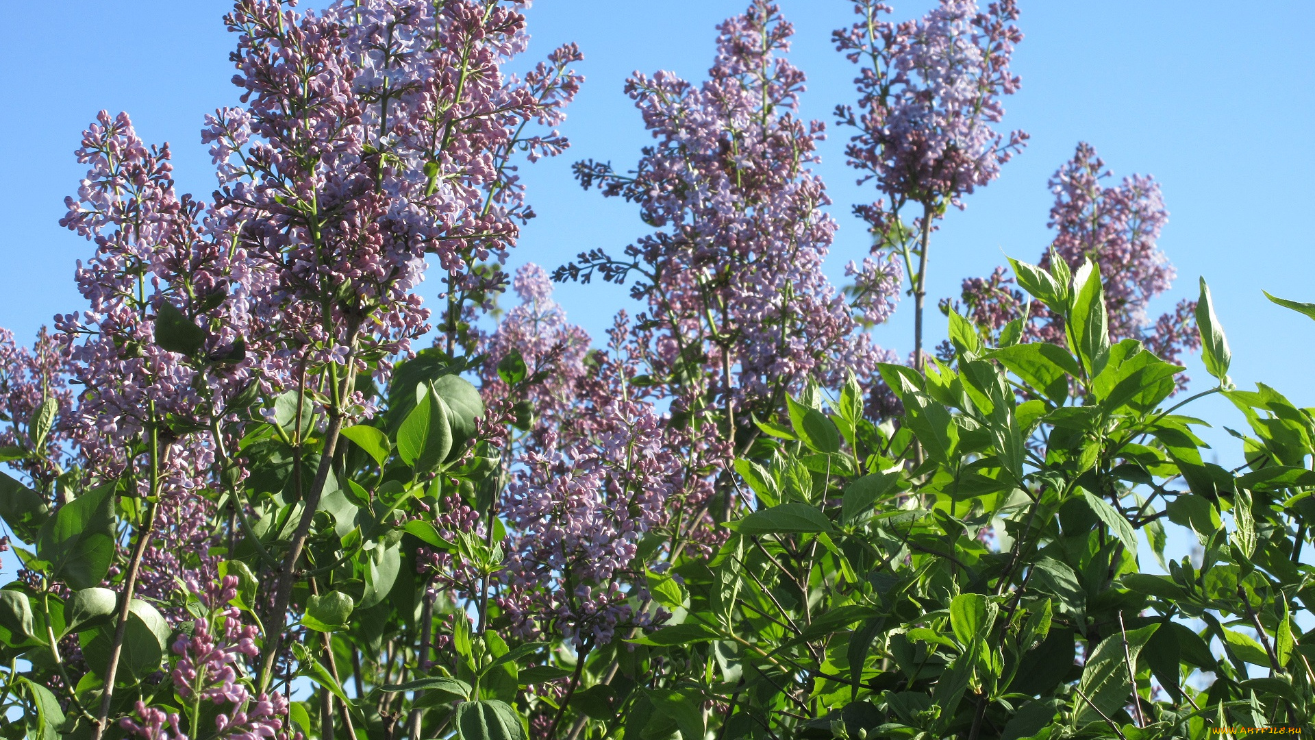 цветы, сирень, весна, 2018