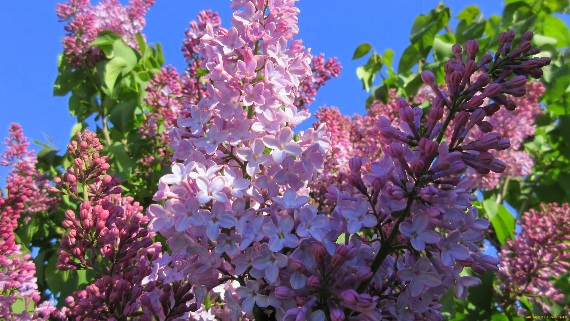 цветы, сирень, весна, 2018