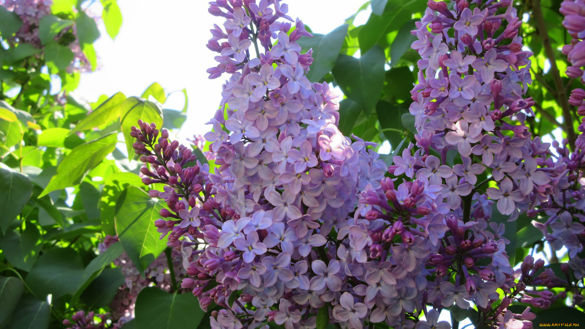 цветы, сирень, весна, 2018
