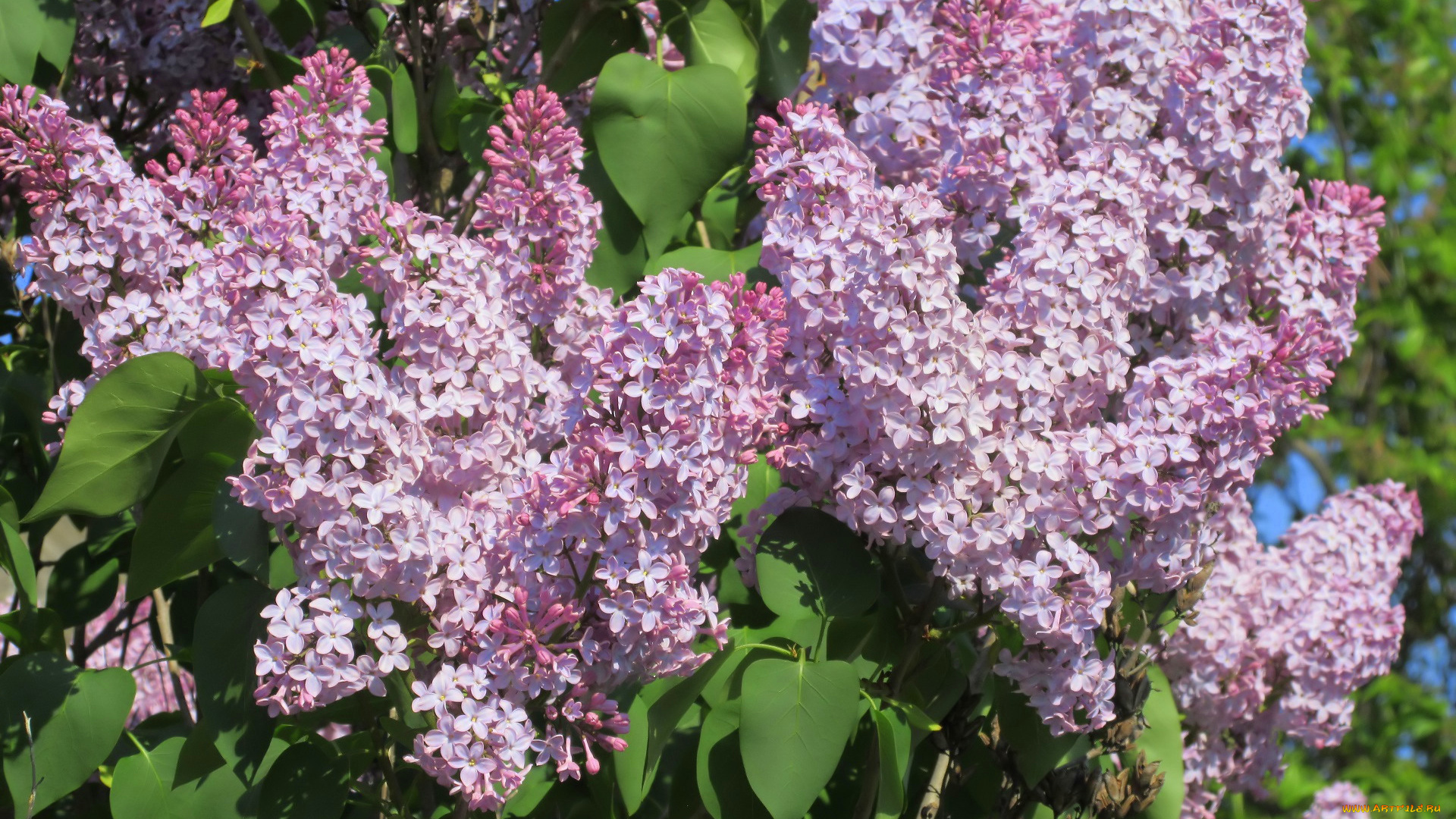 цветы, сирень, весна, 2018