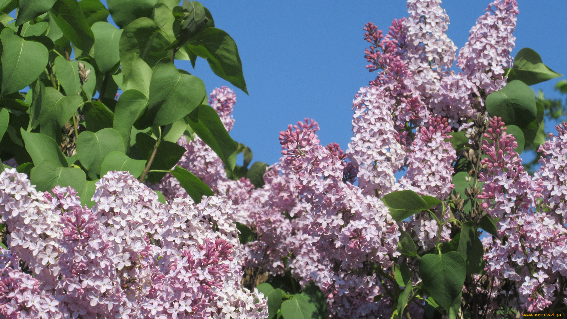 цветы, сирень, весна, 2018