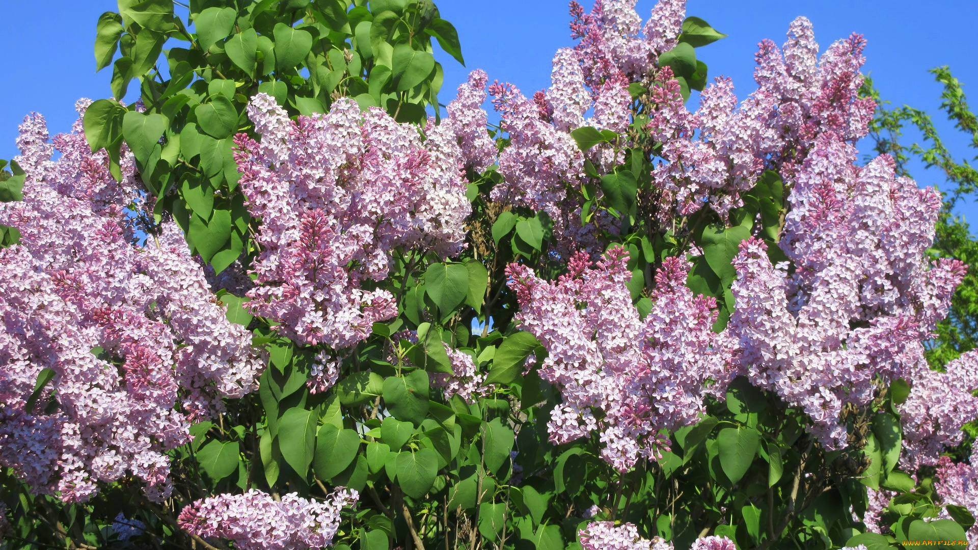 цветы, сирень, весна, 2018