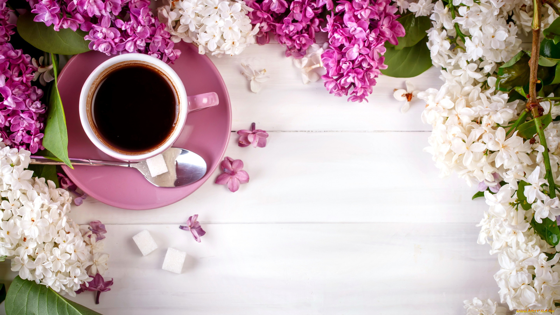 еда, кофе, , кофейные, зёрна, сирень