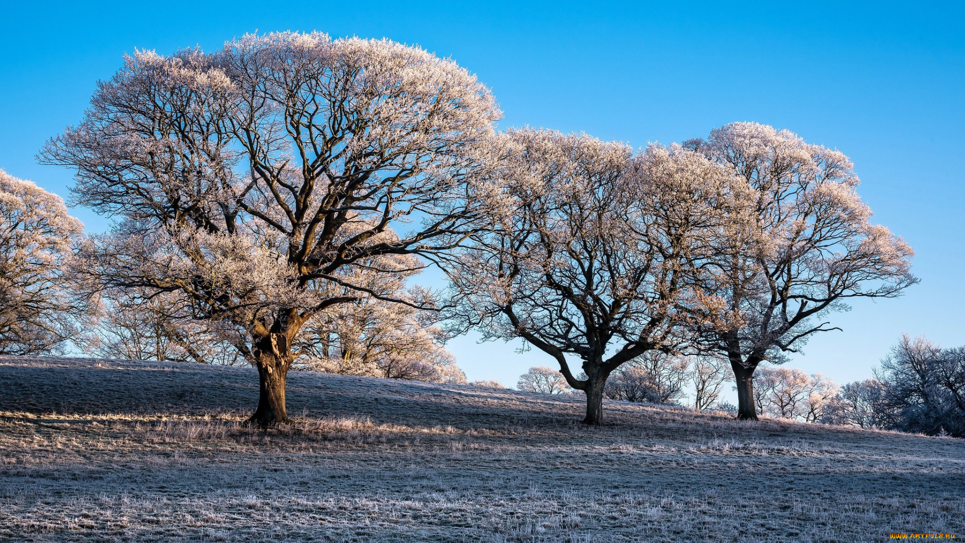 природа, деревья, утро, иней