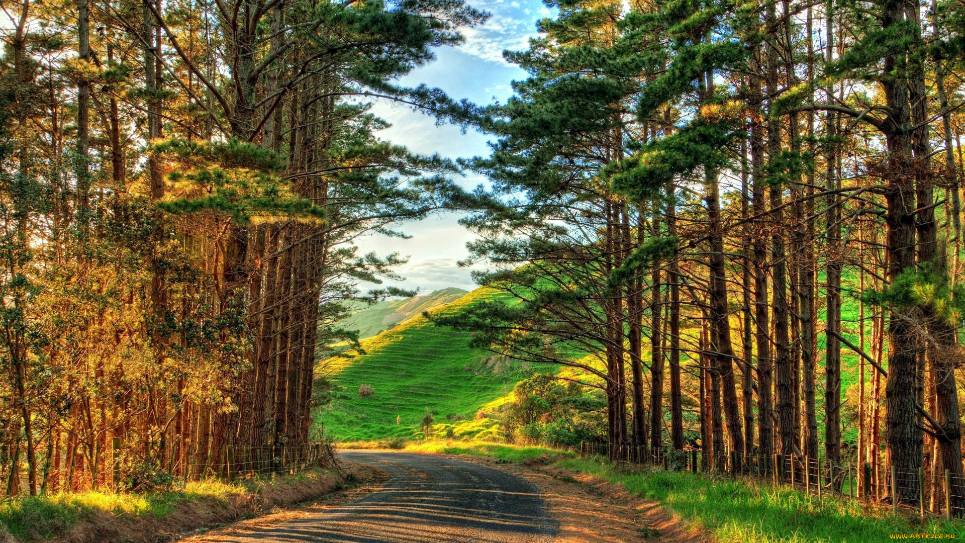 природа, дороги, холмы, дорога, сосны