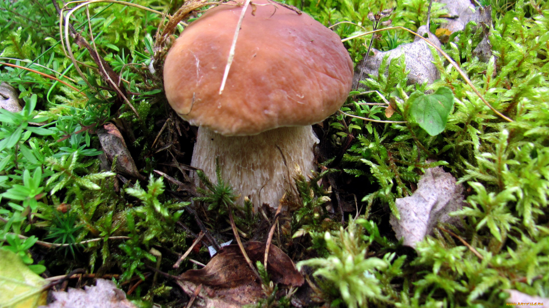 природа, грибы, боровик