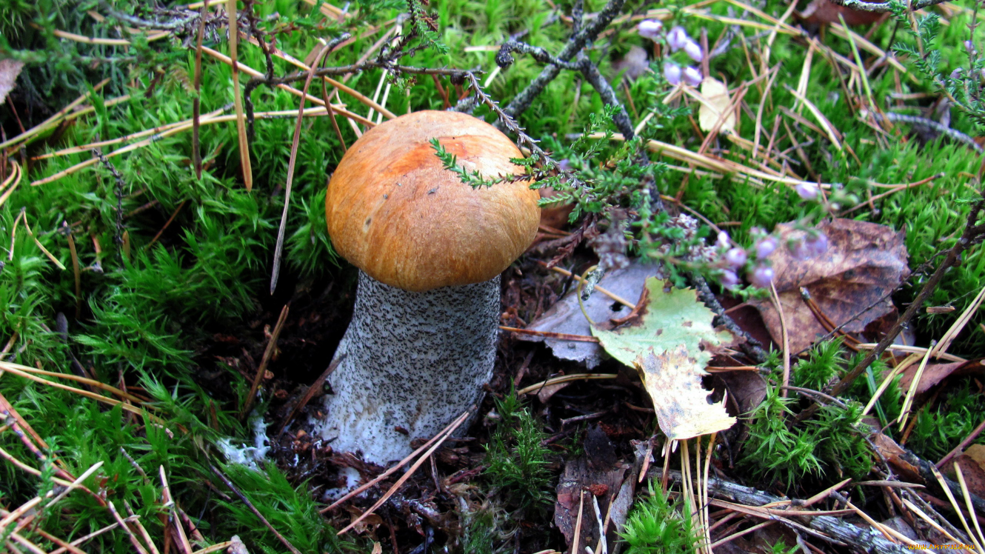 природа, грибы, подосиновик