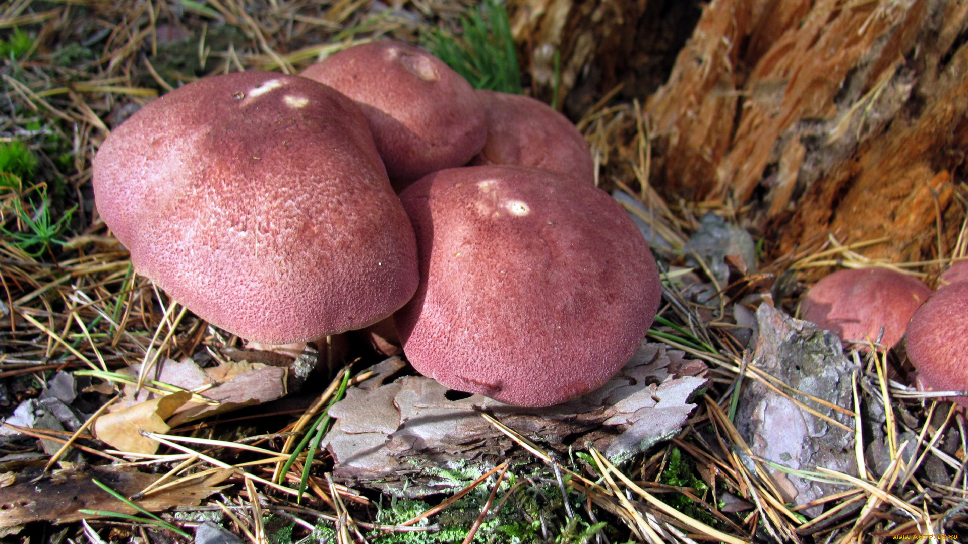 природа, грибы, семейка, грибная