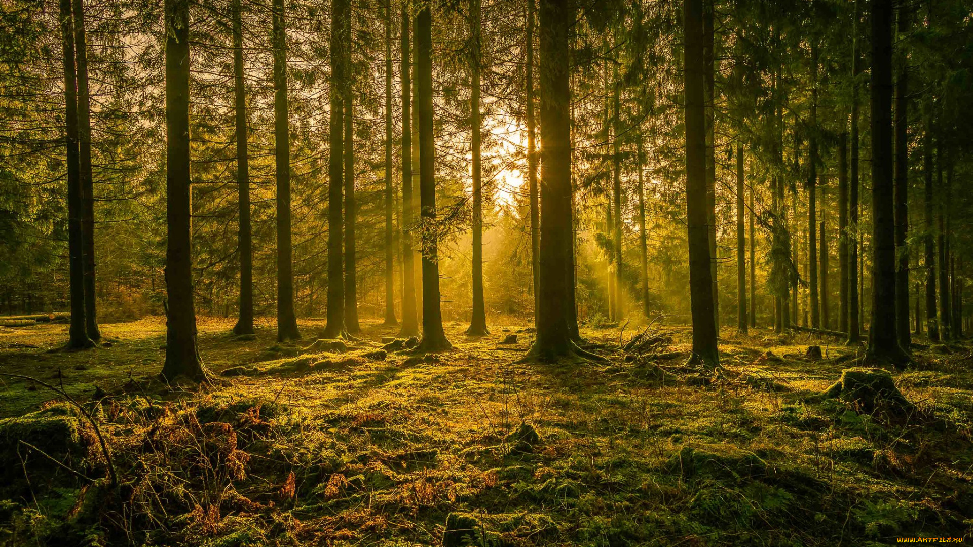 природа, лес