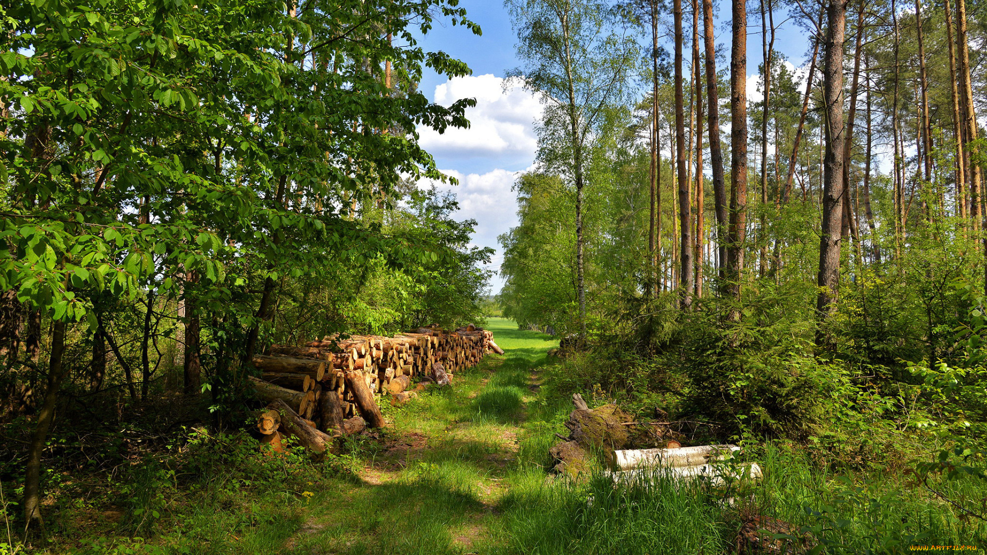 природа, лес, бревна, тропинка