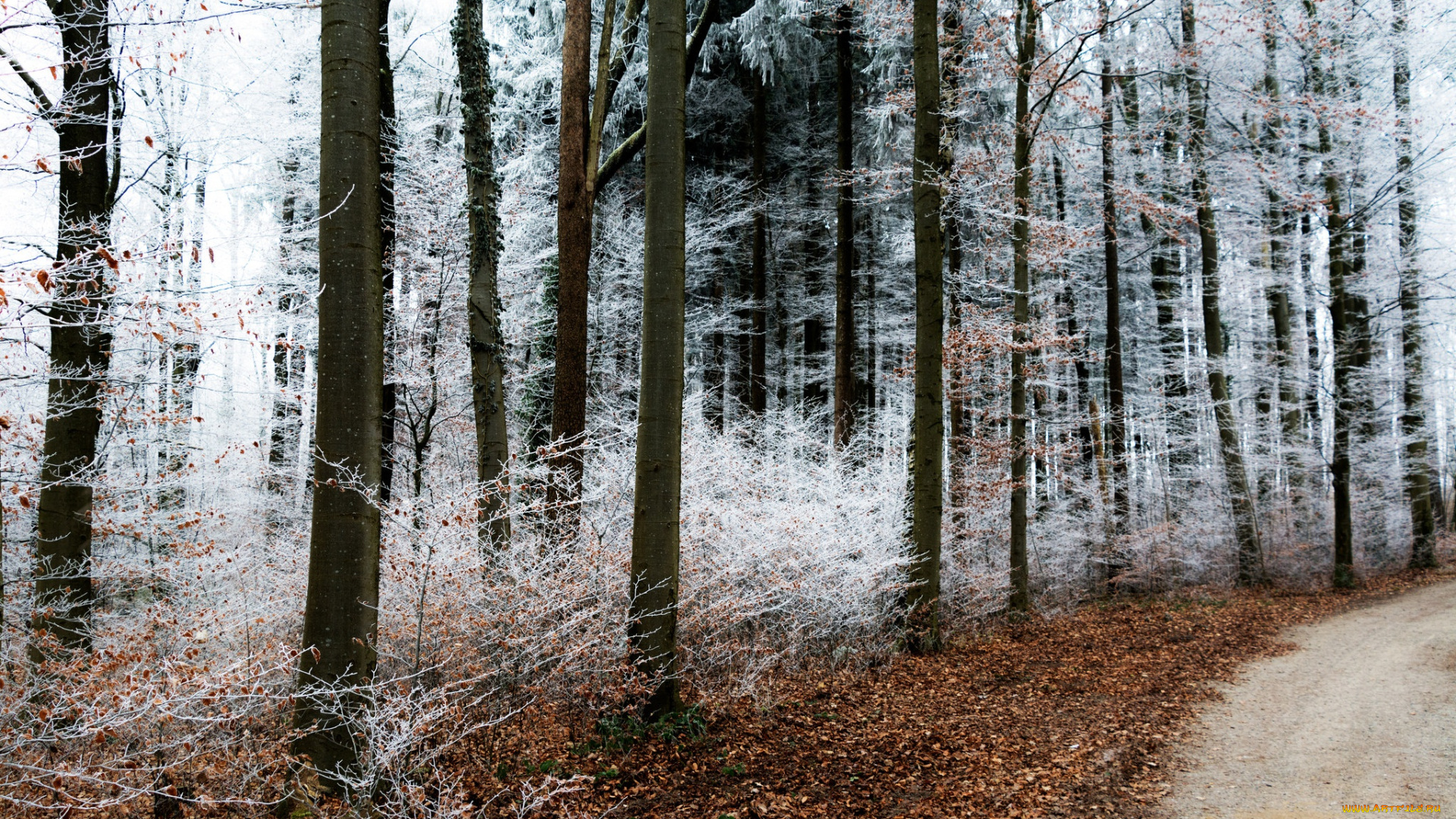 природа, лес, деревья, снег