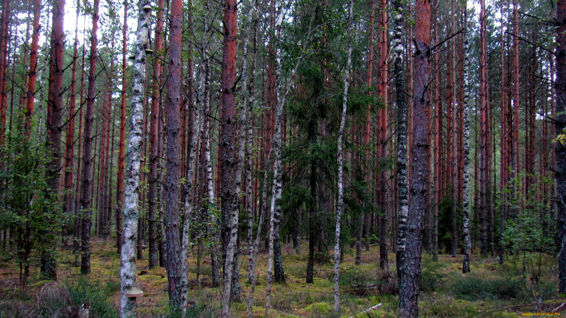 природа, лес, сосны, березки