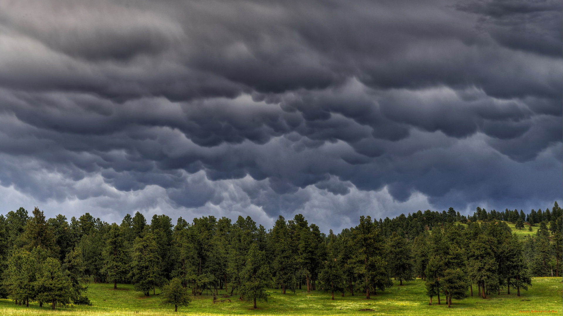 природа, лес, тучи, деревья, небо