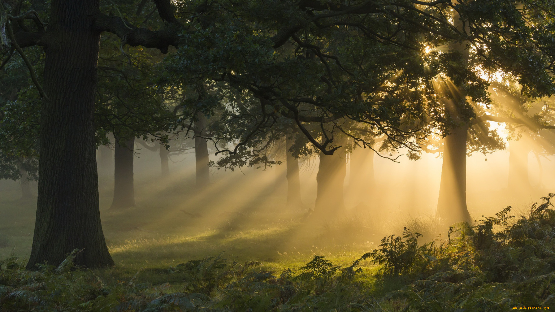 природа, лес, туман, утро