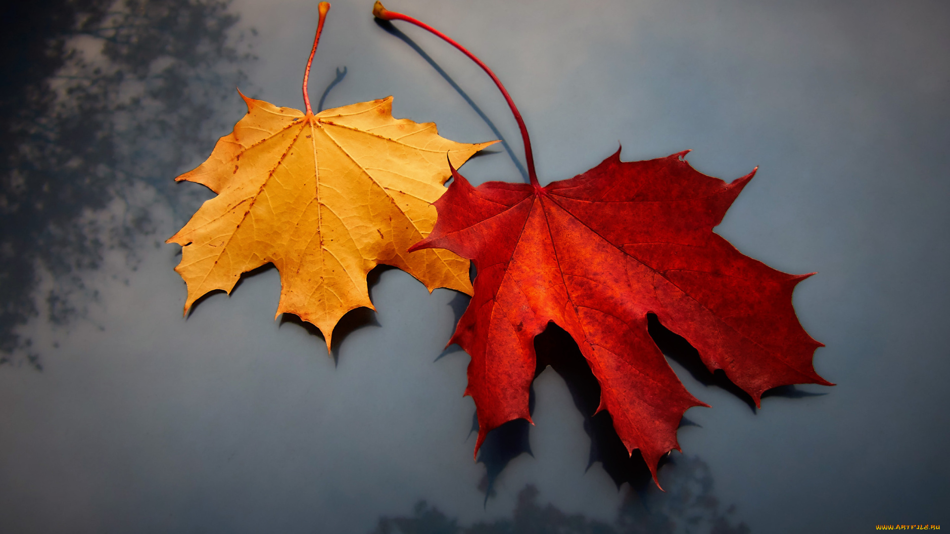 природа, листья, фон