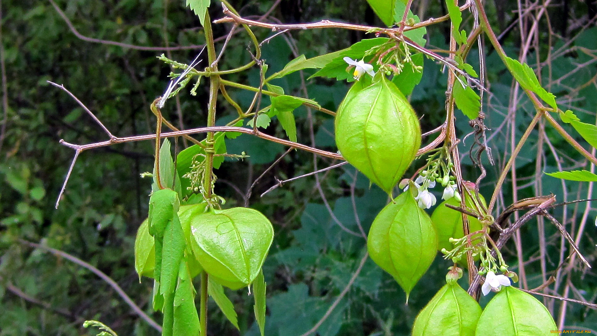 природа, плоды, физалис