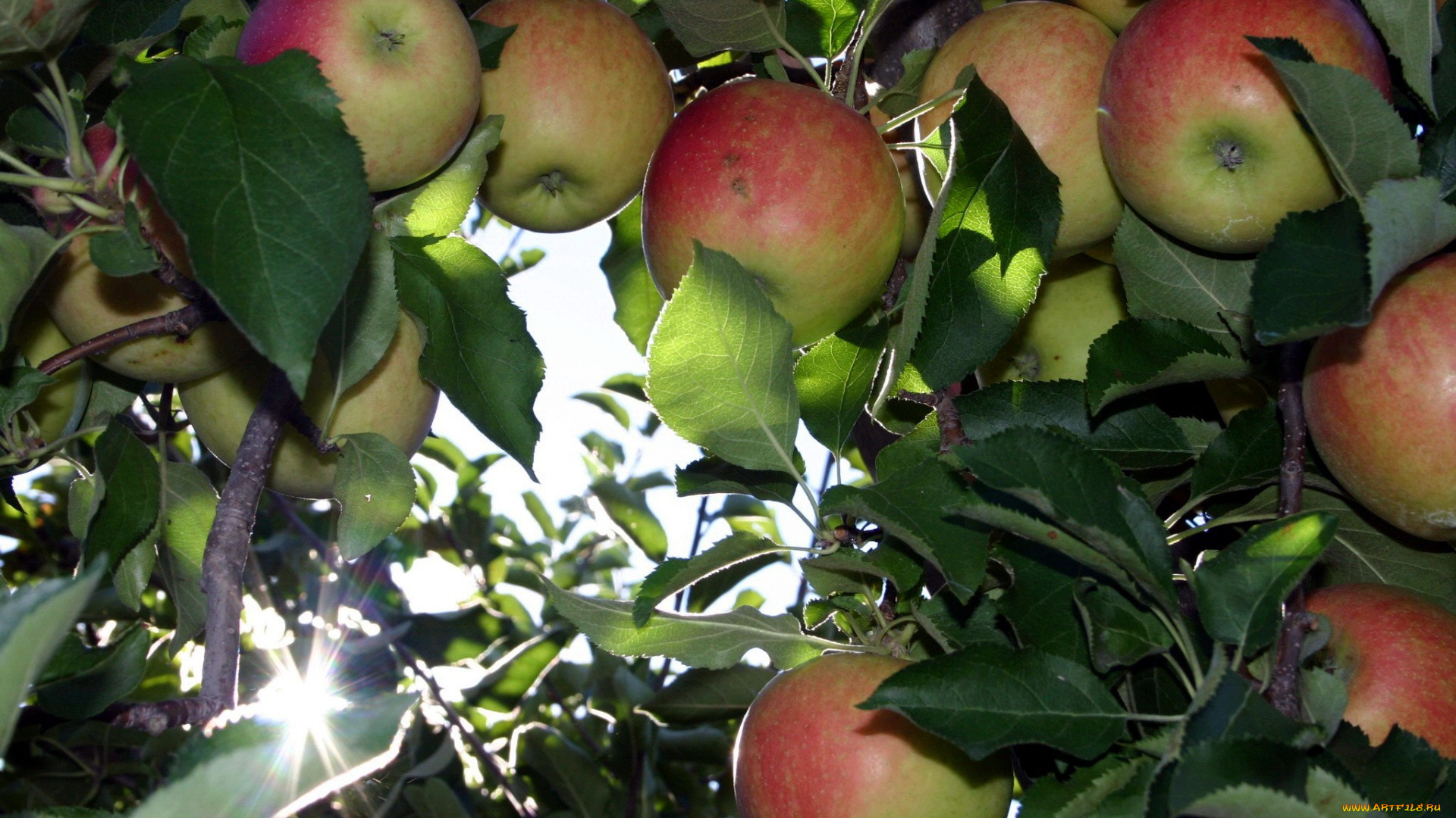 природа, плоды, яблоки