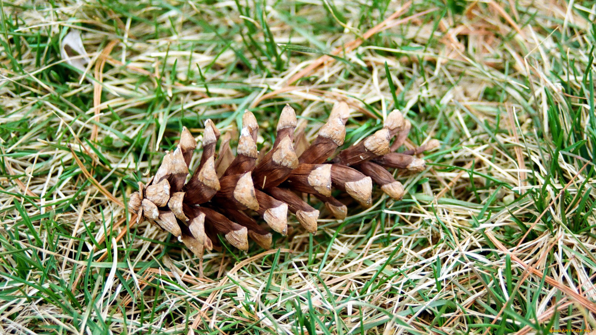 природа, шишки, , жёлуди, , каштаны, шишка, сосновая