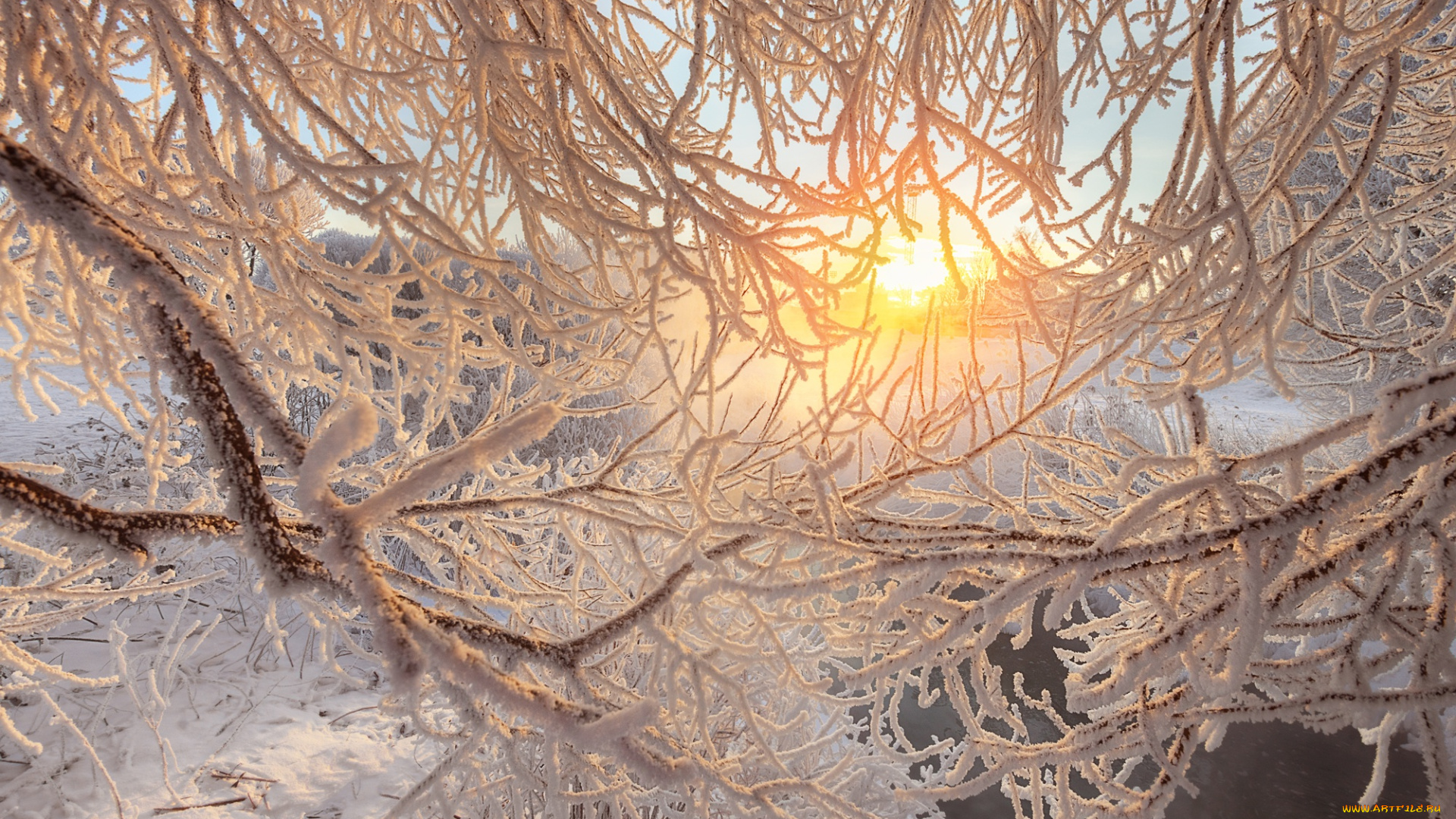 природа, зима, деревья, утро, иней