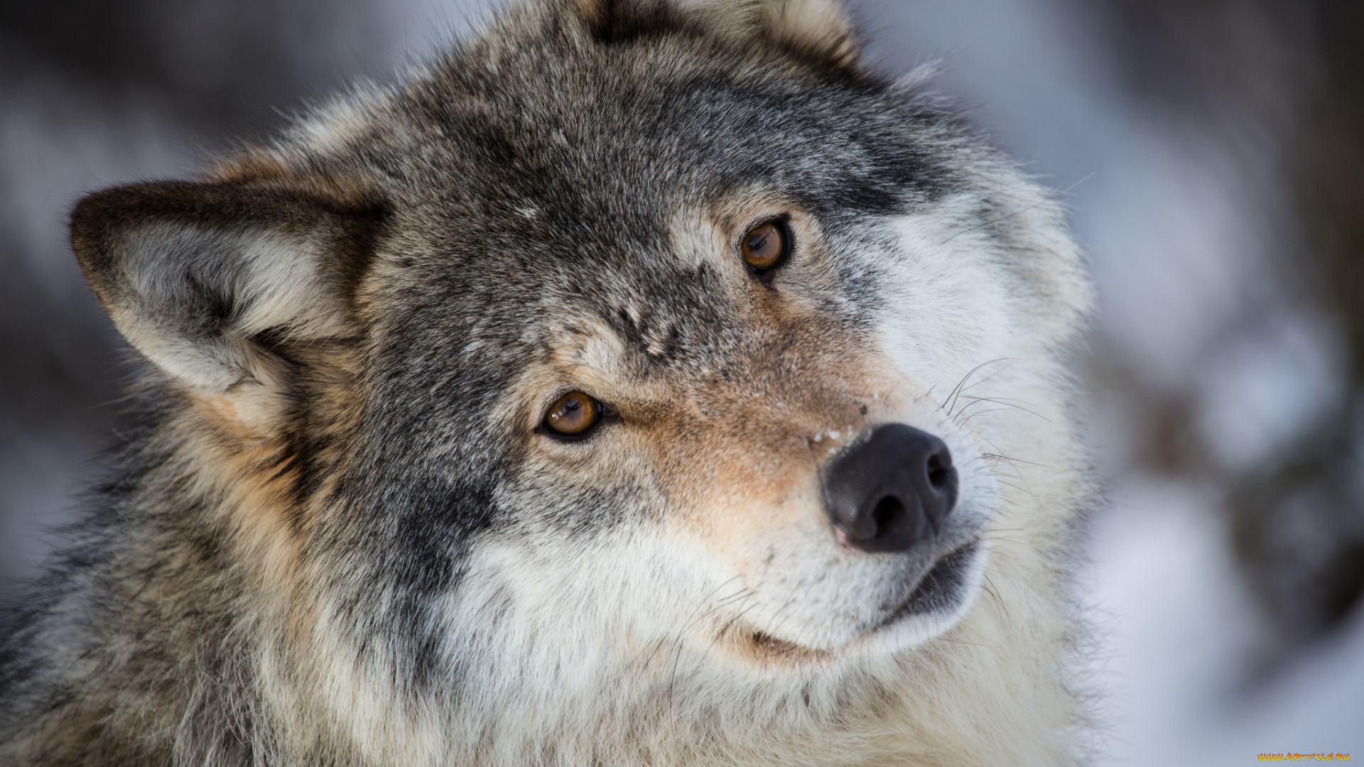 животные, волки, , койоты, , шакалы, взгляд