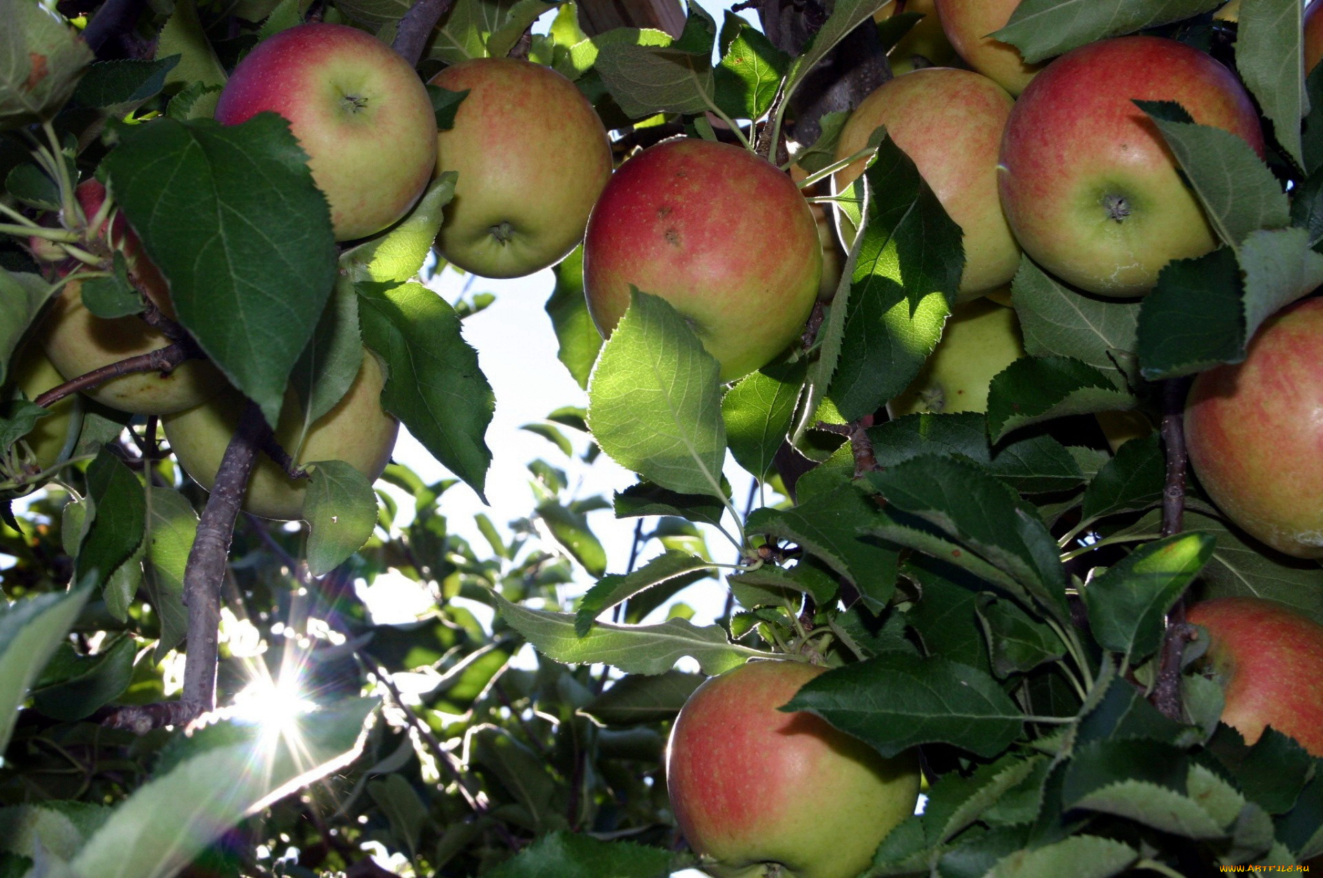 природа, плоды, яблоки