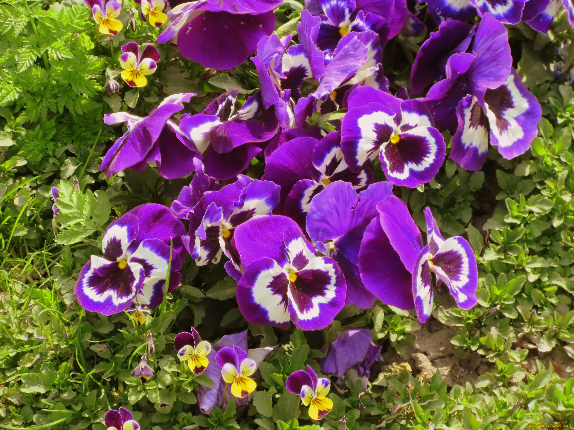 цветы, анютины, глазки, , садовые, фиалки, весна, 2018