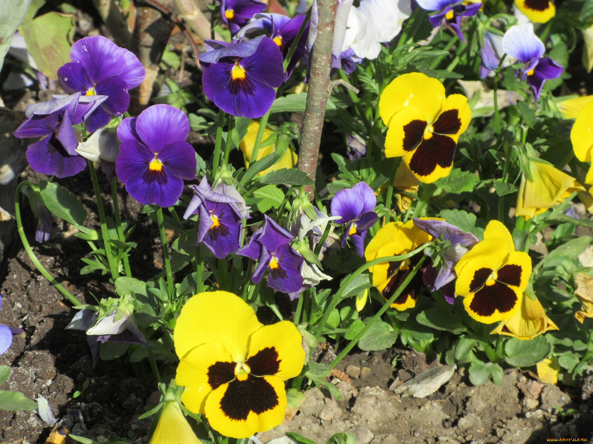 цветы, анютины, глазки, , садовые, фиалки, весна, 2018